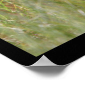 「Fawn 1」自然写真白尾鹿プリント ポスター (角)