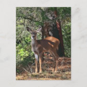 FAWN #2 ポストカード (正面)
