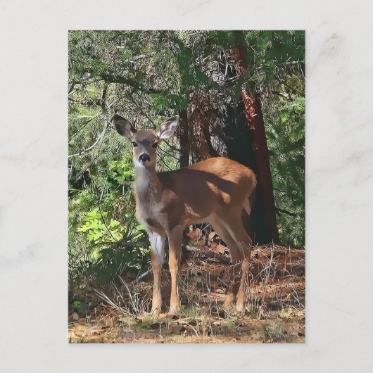 FAWN #2 ポストカード (正面)