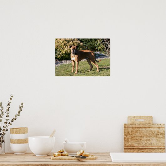 Fawn Boxer Dog Standing ポスター (キッチン)