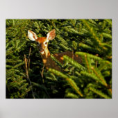 Fawn in Pine Trees Poster ポスター (正面)