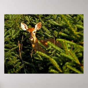 Fawn in Pine Trees Poster ポスター