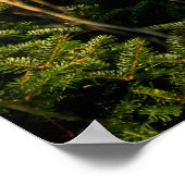 Fawn in Pine Trees Poster ポスター (角)