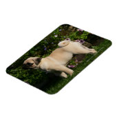 Fawn Pugプロファイル マグネット (左側)