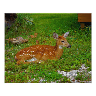 fawn whitetail deer フォトプリント