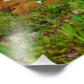 fawn whitetail deer フォトプリント            (角)