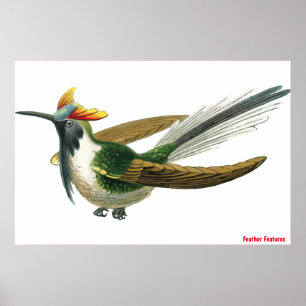 Feathered Bird Poster ポスター