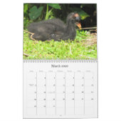 Feathered Friends 2016 (Encore)カレンダー カレンダー (3月 2026)