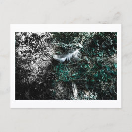Feathers in the Woods by Jeffrey H. Thornton:  ポストカード