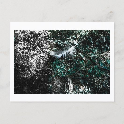 Feathers in the Woods by Jeffrey H. Thornton:  ポストカード (正面)