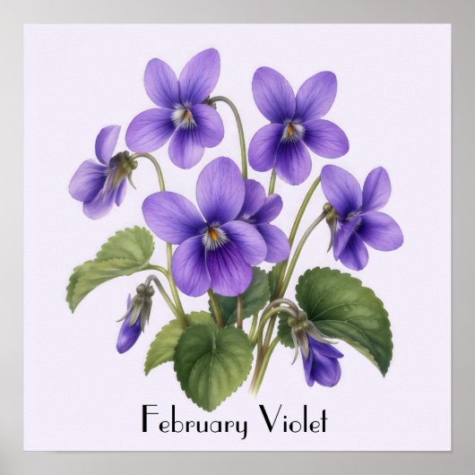 February Violet Flowers ポスター (正面)