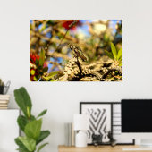 Female Anna's Hummingbird, California, 36x24写真 ポスター (ホームオフィス)