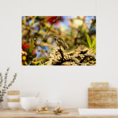 Female Anna's Hummingbird, California, 36x24写真 ポスター (キッチン)