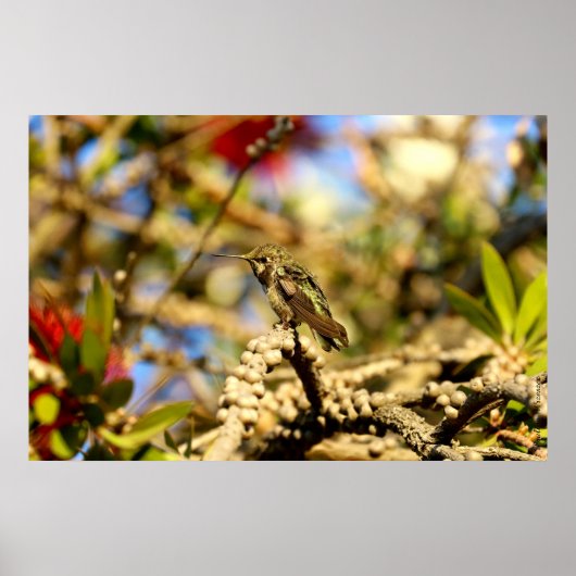Female Anna's Hummingbird, California, 36x24写真 ポスター (正面)