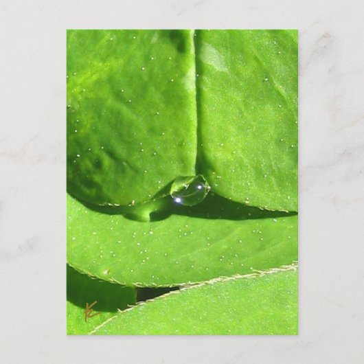 Female Belly, Green Clover Goddess ポストカード (正面)