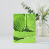 Female Belly, Green Clover Goddess ポストカード (スタンド正面)