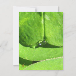 Female Belly, Green Clover Goddess ポストカード