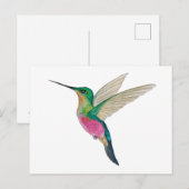 Female Blue-throated Starfrontlet Hummingbird ポストカード (正面/裏面)