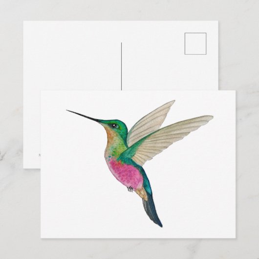 Female Blue-throated Starfrontlet Hummingbird ポストカード (正面/裏面)