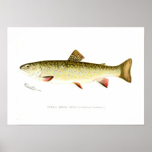 Female Brook Trout ポスター