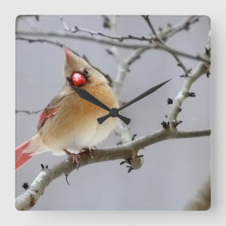 Female_cardinal_clock_v1 スクエア壁時計