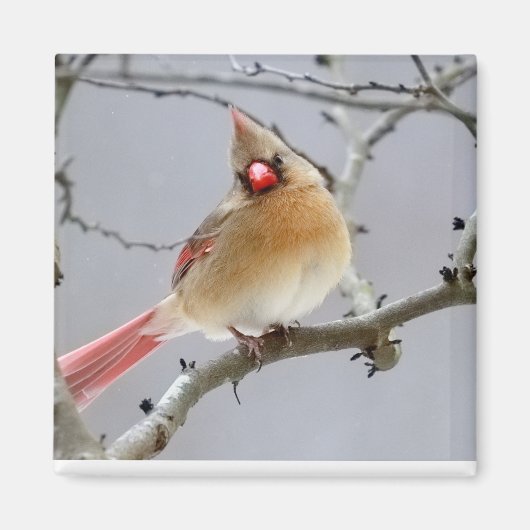 Female_Cardinal_Magnet マグネット (正面)