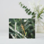 Female Keeled Skimmer Dragonfly ポストカード (スタンド正面)