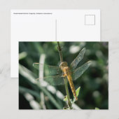 Female Keeled Skimmer Dragonfly ポストカード (正面/裏面)