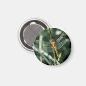 Female Keeled Skimmer Dragonfly マグネット (正面/裏面)