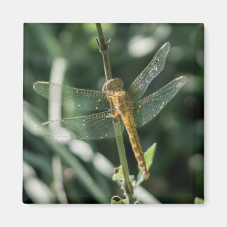 Female Keeled Skimmer Dragonfly マグネット