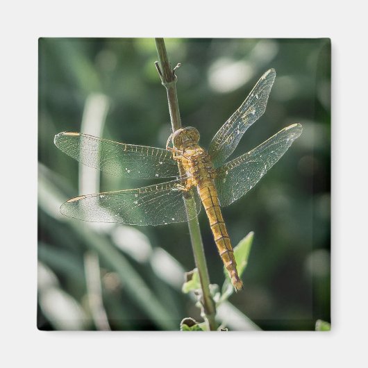 Female Keeled Skimmer Dragonfly マグネット (正面)