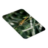 Female Keeled Skimmer Dragonfly マグネット (右側)