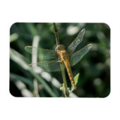 Female Keeled Skimmer Dragonfly マグネット (横)