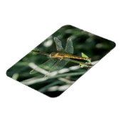 Female Keeled Skimmer Dragonfly マグネット (左側)