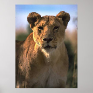 Female Lioness Lion Lovers Gifts ポスター