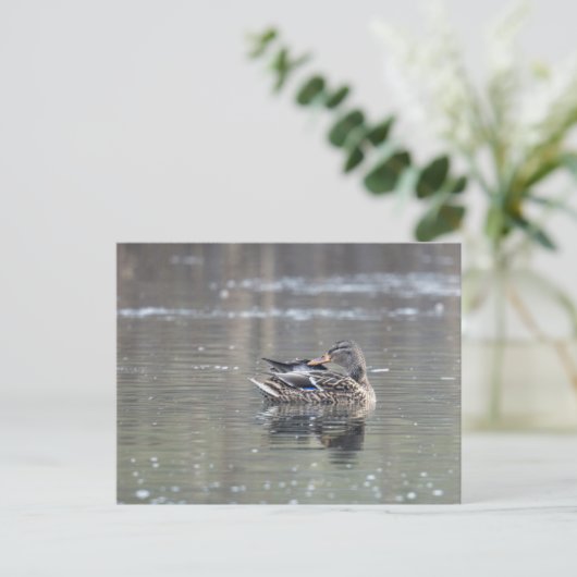 Female of mallard ポストカード (スタンド正面)