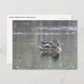 Female of mallard ポストカード (正面/裏面)