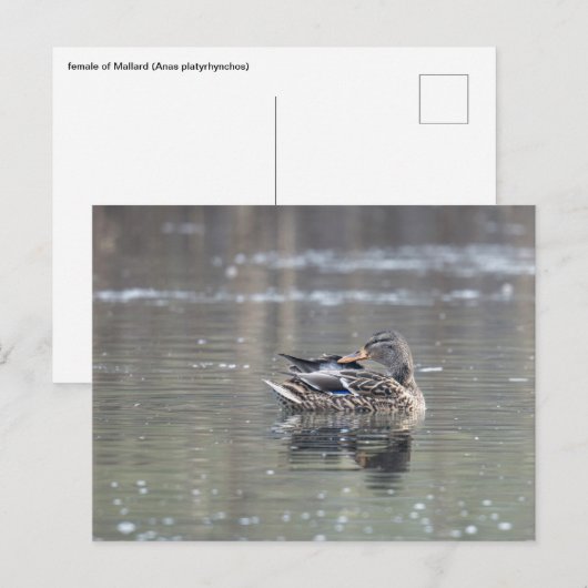 Female of mallard ポストカード (正面/裏面)