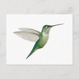 Female Ruby-throated Hummingbird ポストカード