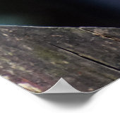 Female Sparrowhawk ポスター (角)