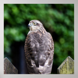 Female Sparrowhawk ポスター