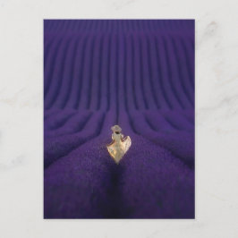 Femme dans un champ de lavande ポストカード