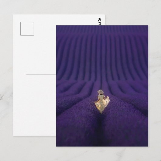 Femme dans un champ de lavande ポストカード (正面/裏面)