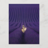 Femme dans un champ de lavande ポストカード (正面)