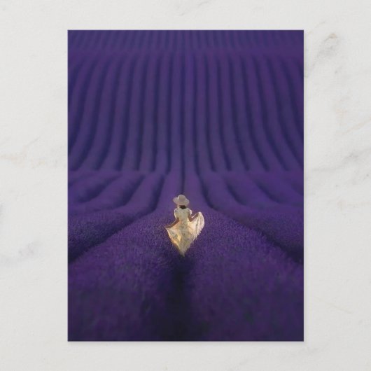 Femme dans un champ de lavande ポストカード (正面)