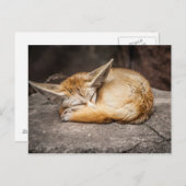 Fennecのかわいいキツネ ポストカード (正面/裏面)