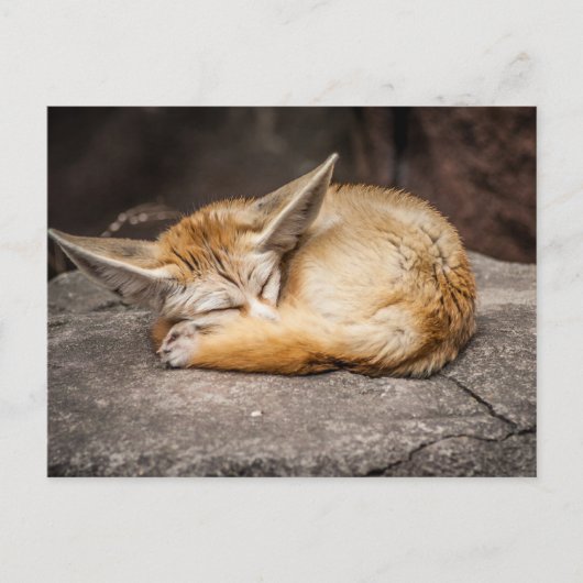 Fennecのかわいいキツネ ポストカード (正面)