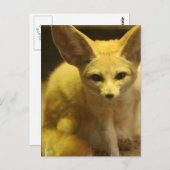 Fennecキツネはがき ポストカード (正面/裏面)