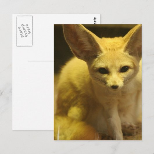 Fennecキツネはがき ポストカード (正面/裏面)