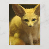 Fennecキツネはがき ポストカード (正面)